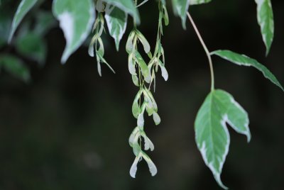 Acer negundo 'Variegatum '- javor jasanolistý 'Variegatum' - květ